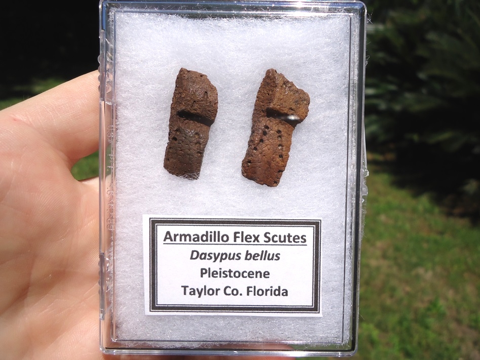 armadillo scutes