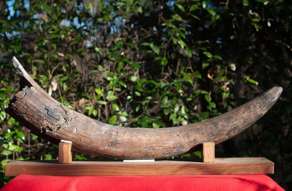 Large Florida Mastodon Tusk
