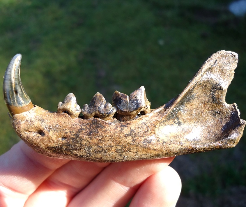 The Finest Bobcat Mandible