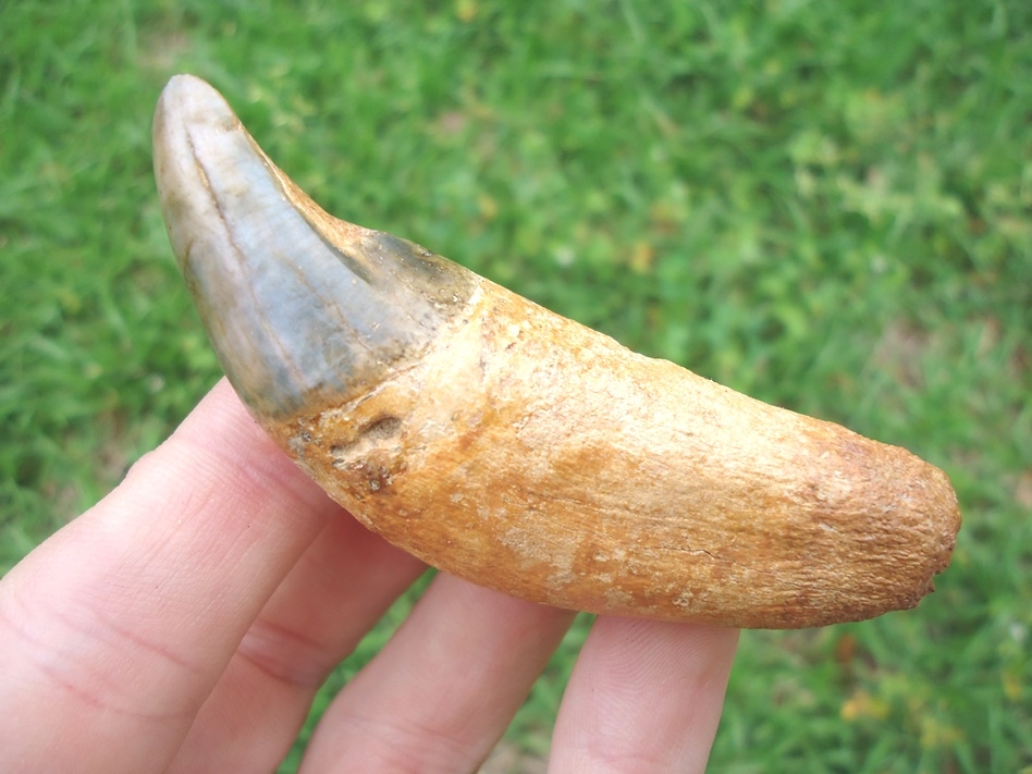 Massive Jaguar Canine with Blue Enamel and Cream Root