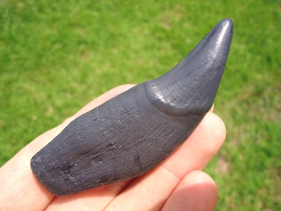 tooth