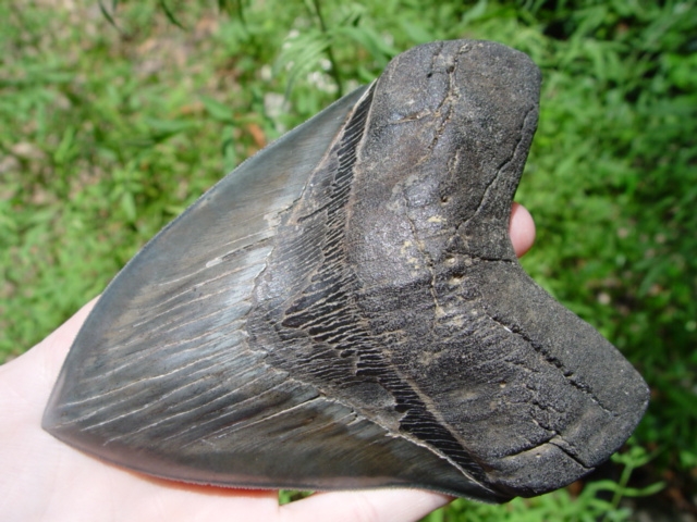 Monster 6 7/16' Megalodon Shark Tooth