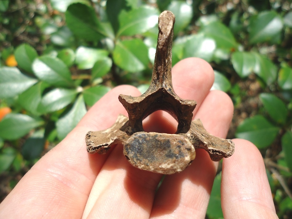Bobcat Thoracic Vertebra