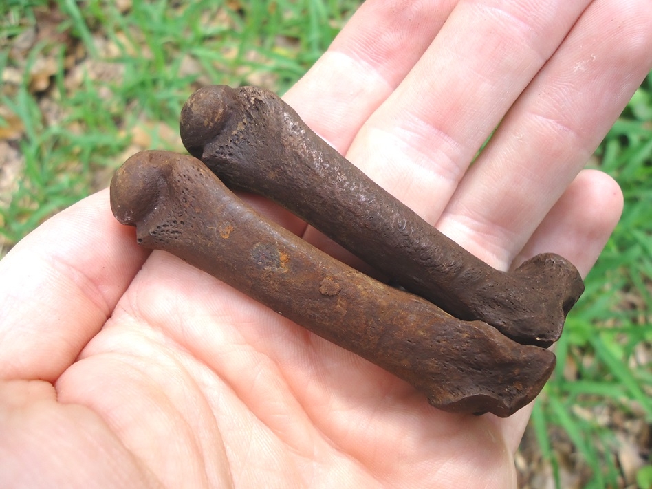 Associated Spectacled Bear Metapodials