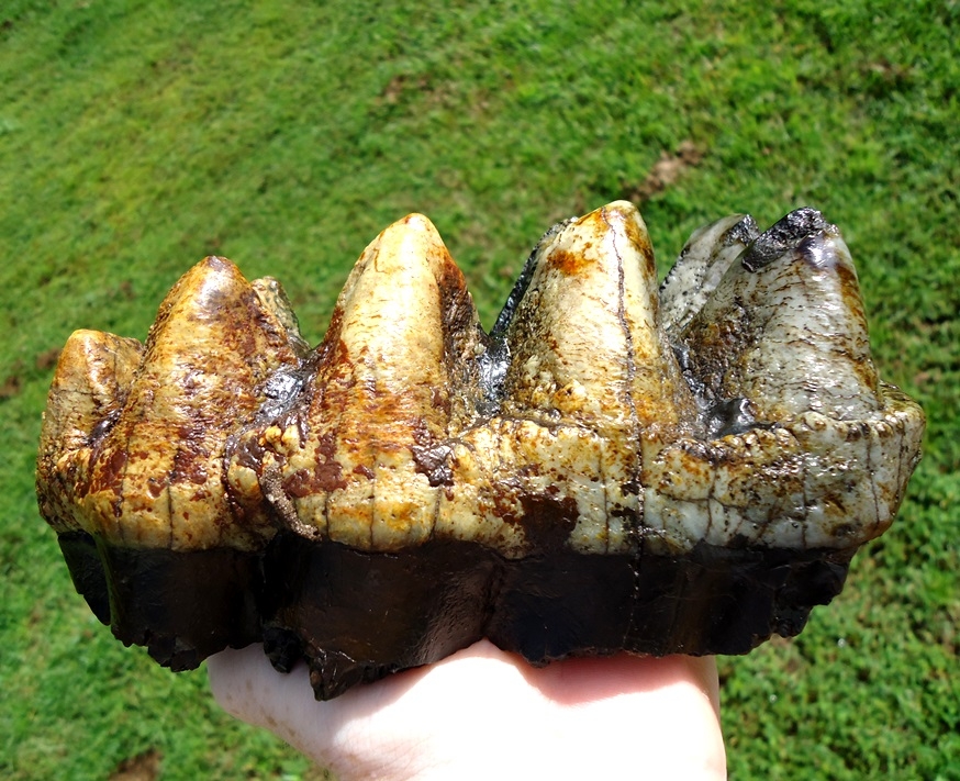 Psychedelic Colored Mastodon Tooth