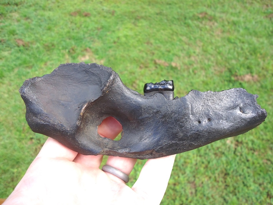 jaw