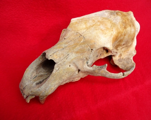 bear skull