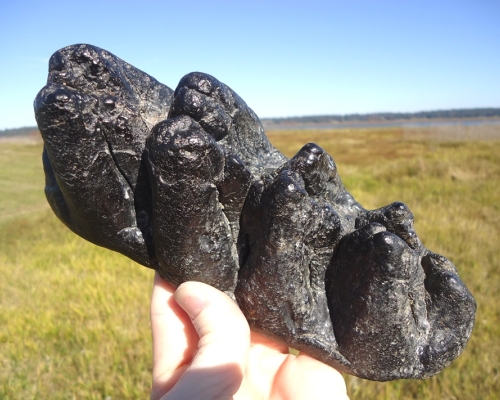 mastodon tooth